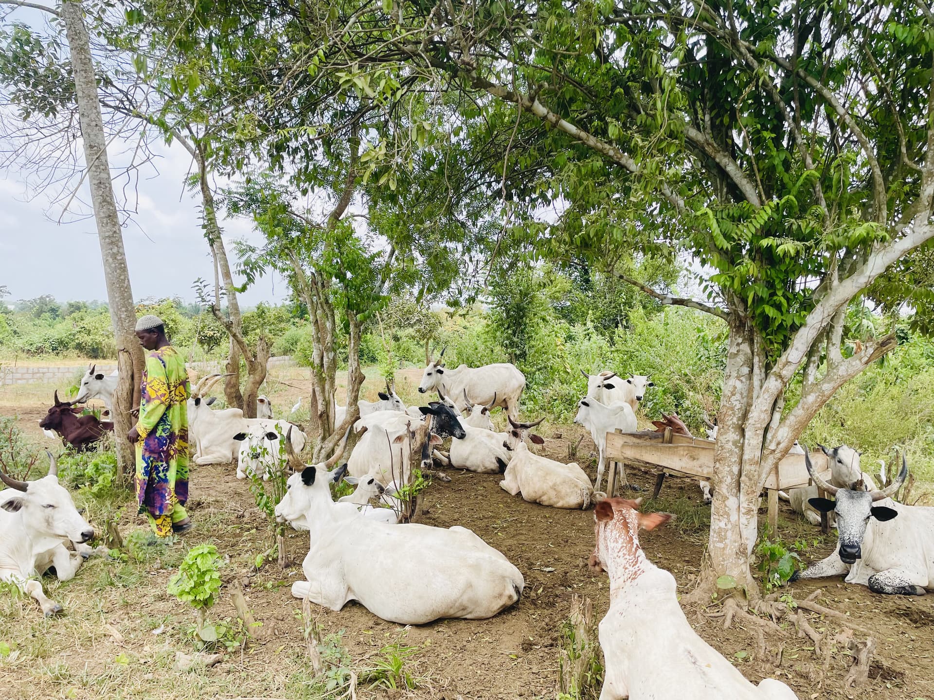 Badella Farm and Ranch — cattle herd at Abeokuta facility