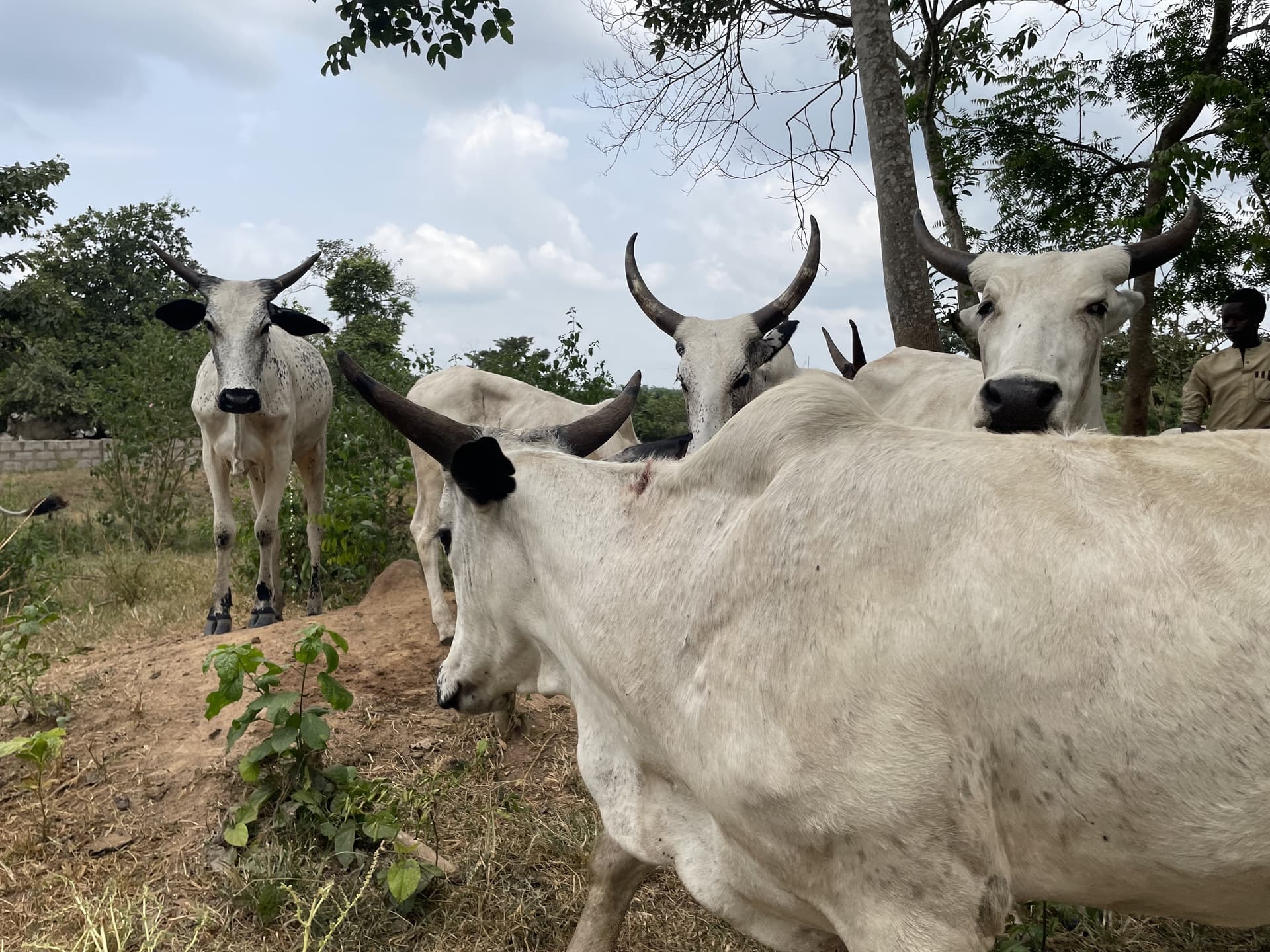 Cattle group at the ranch