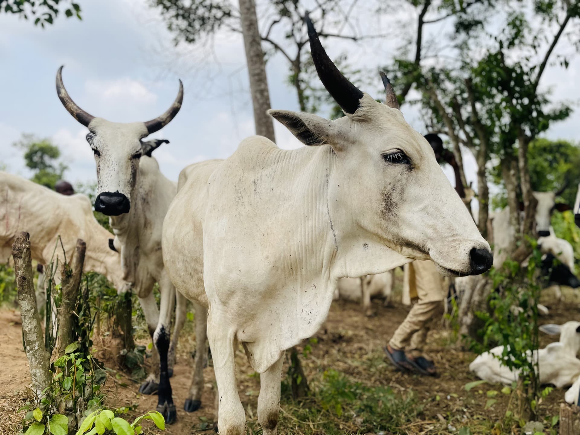 White Fulani cattle close-up