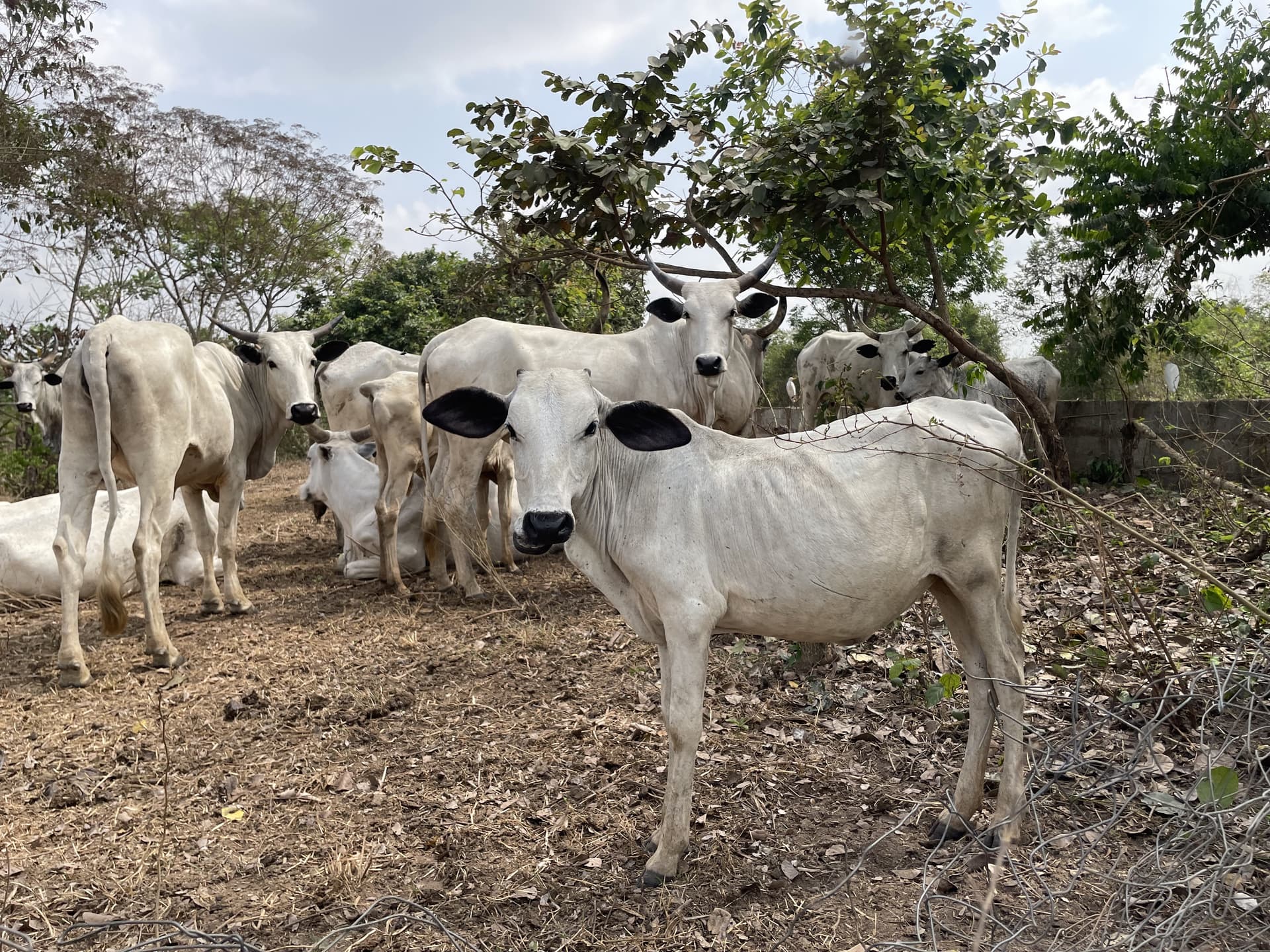 Young cattle herd