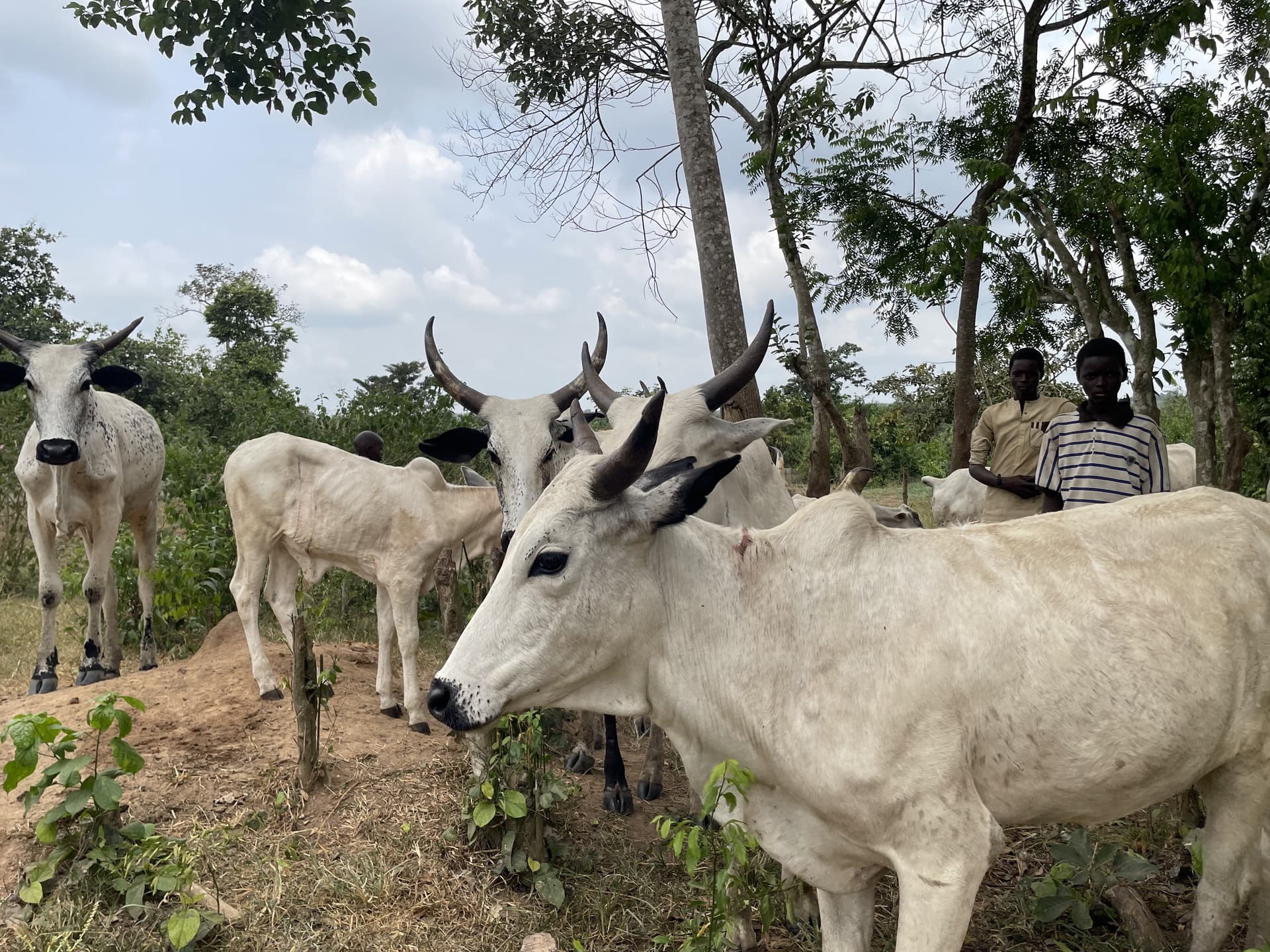 Ranch worker overseeing cattle at the Badella Farm and Ranch Abeokuta facility