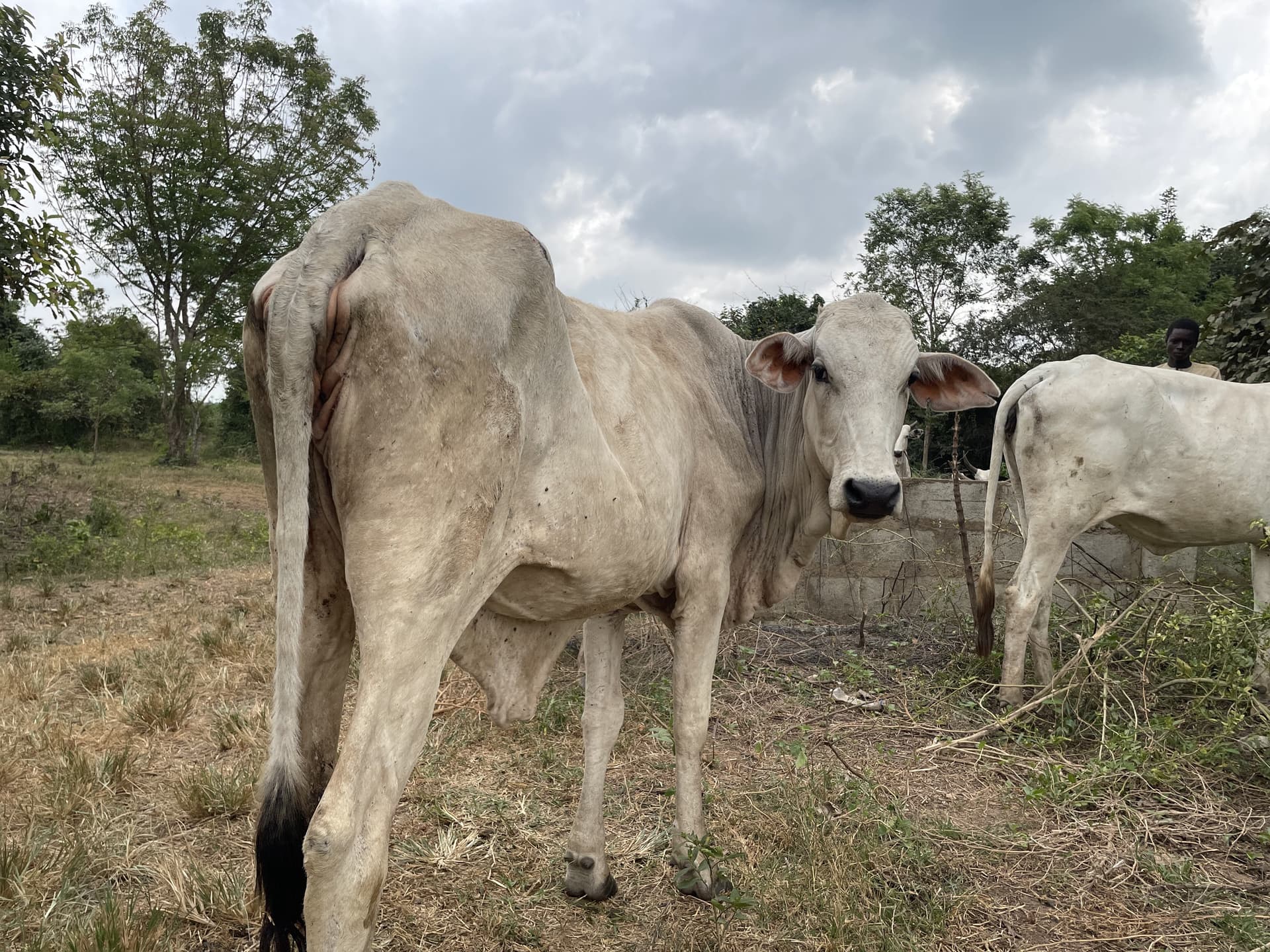 Cattle assessment at the Abeokuta ranch