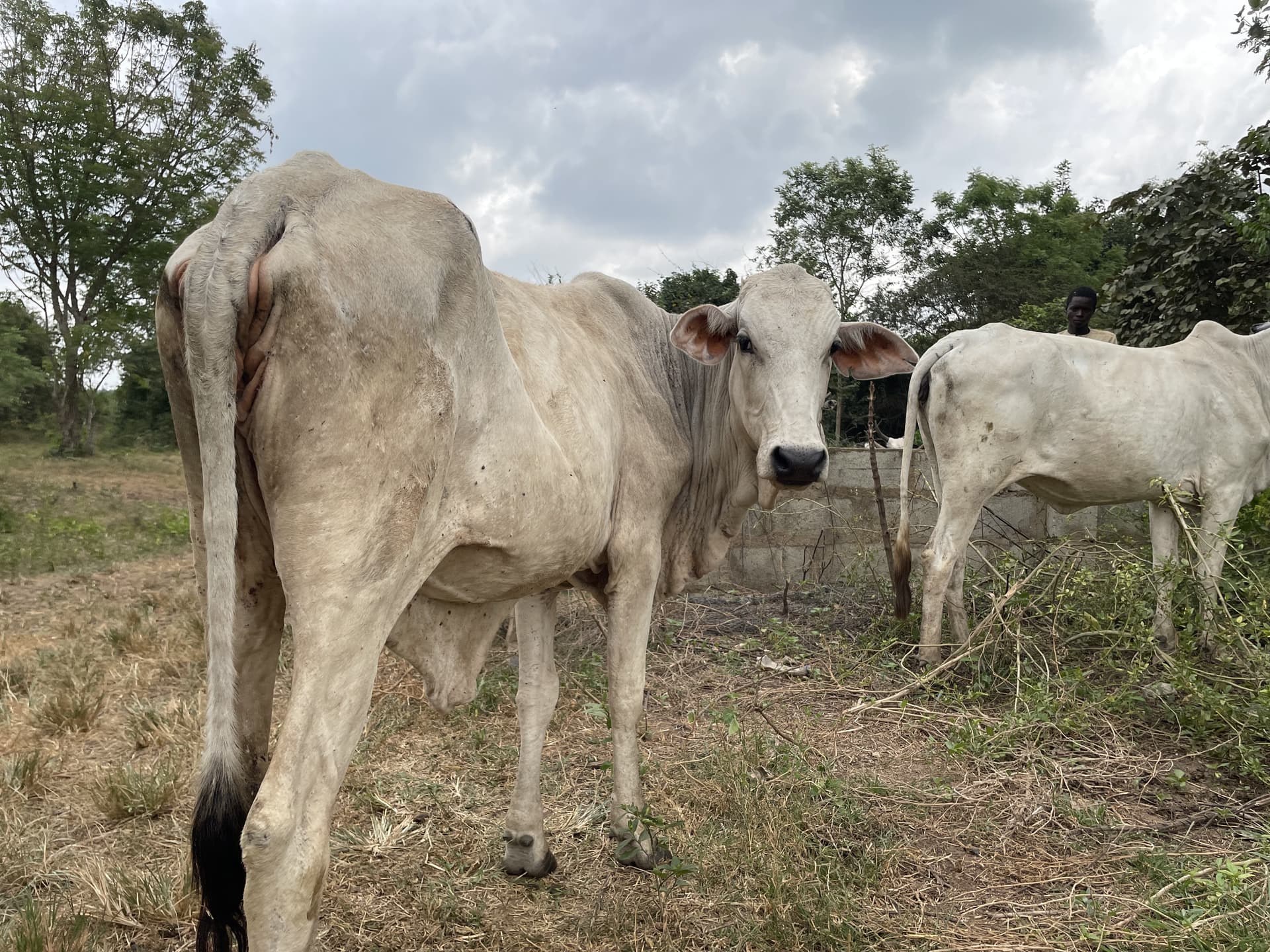 Ranch cattle with staff in background